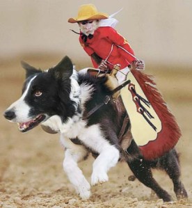 monkey in a cowboy hat