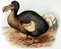 dodo bird