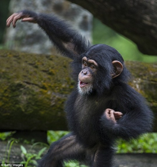 monkey throwing poop