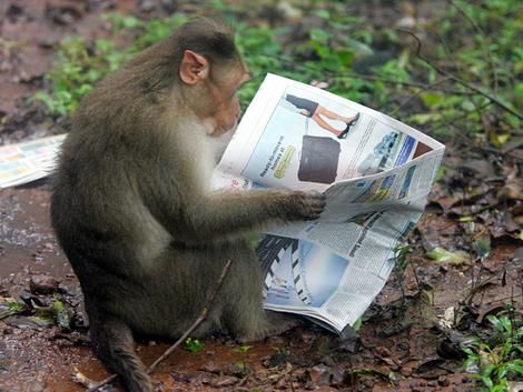 reading monkey
