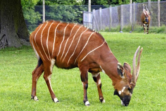 bongo antelope