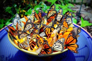 bowl of butterflies