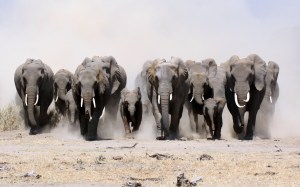 elephants