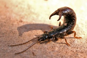 earwig