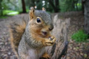 insulting squirrel