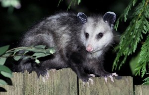 opossum