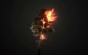 tree on fire