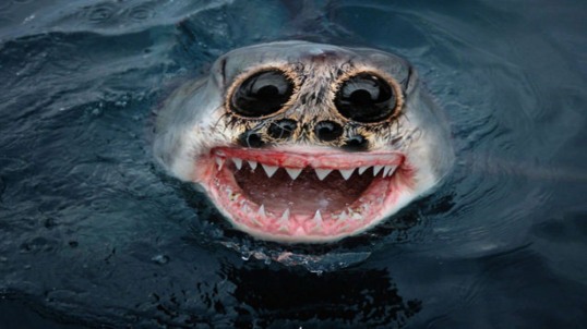 scary fish